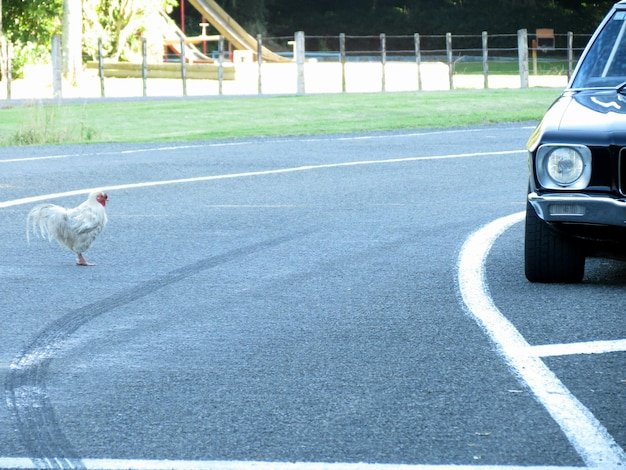 Best chicken road oficial in Spain Best chicken road oficial in Spain