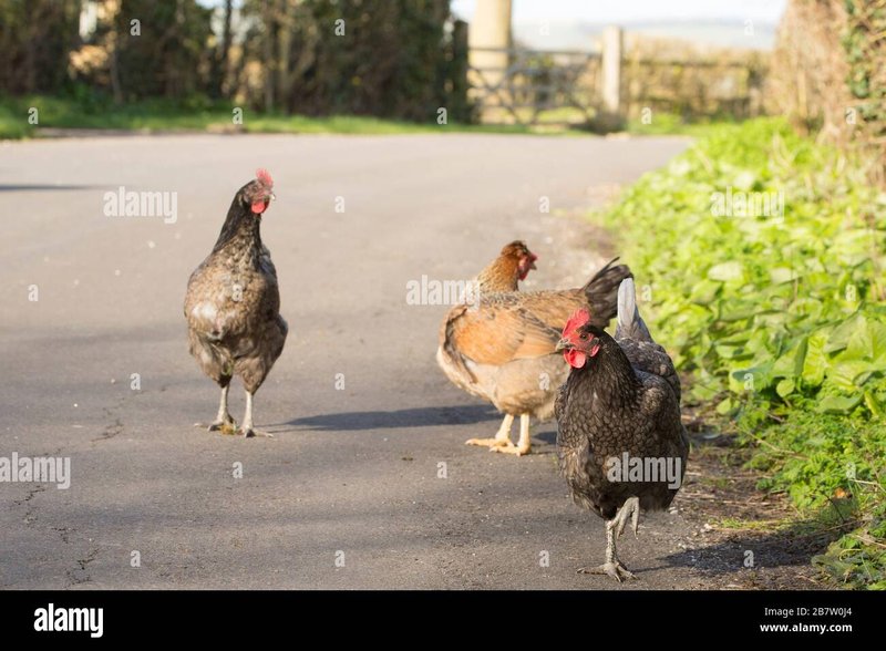 Netherlands - chicken road gokspel