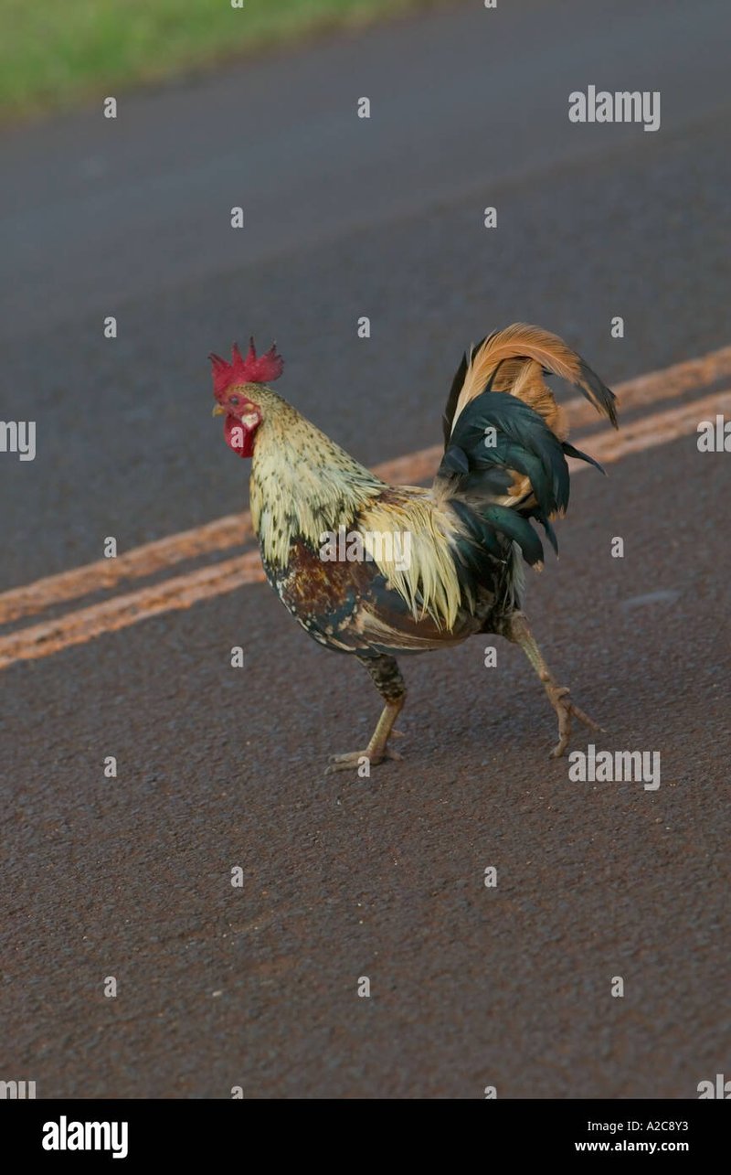 Descubre el Misterio de la Carretera de Pollo en España y Juega Ahora in Spain